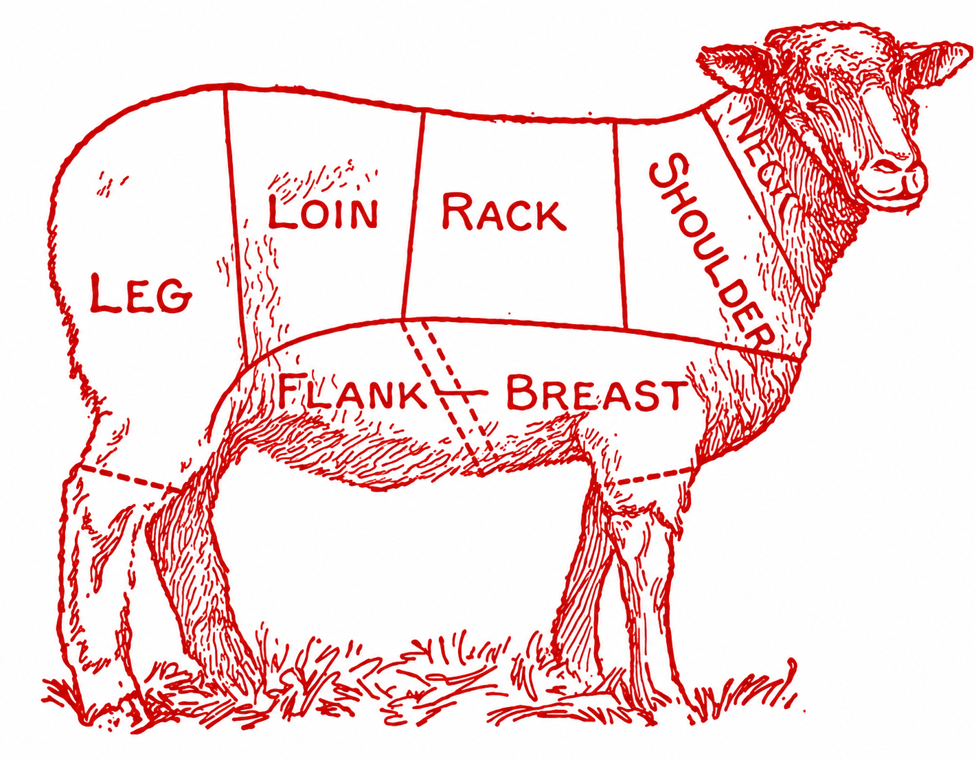 Lamb cuts diagram